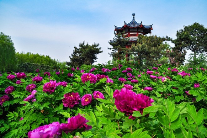洛陽牡丹園