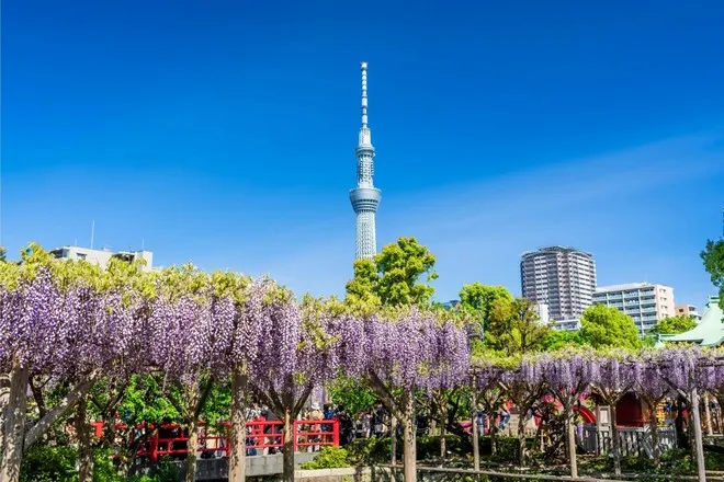 龜戶天神社~紫藤花祭