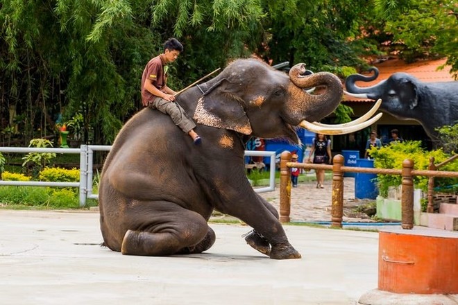 野生動物園~Safari World