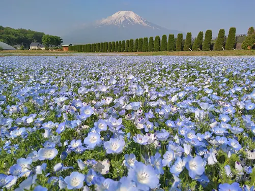 【大激安】東京、富士山五合目 6天*憑推廣碼【DA768】每位勁減$500 千葉名山~鋸山(包乘登山纜車)、日本寺大佛、忍野八海+山中湖花之都公園~清流之里、木更津三井Outlet Park 【大激安】東京、富士山五合目 6天*憑推廣碼【DA768】每位勁減$500 千葉名山~鋸山(包乘登山纜車)、日本寺大佛、忍野八海+山中湖花之都公園~清流之里、木更津三井Outlet Park