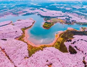 春遊貴州‧花花世界5天高鐵團   貴陽、萬株櫻花世外桃源～平壩農場、李花油菜花海～金海雪山、中國及亞洲第一大瀑布～黃果樹大瀑布、遵義烏江寨、龍宮「龍」字田、青岩古鎮