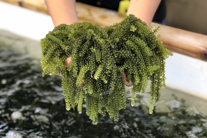 海葡萄工場
