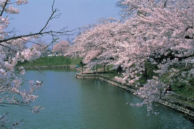 山形縣最上公園吉野