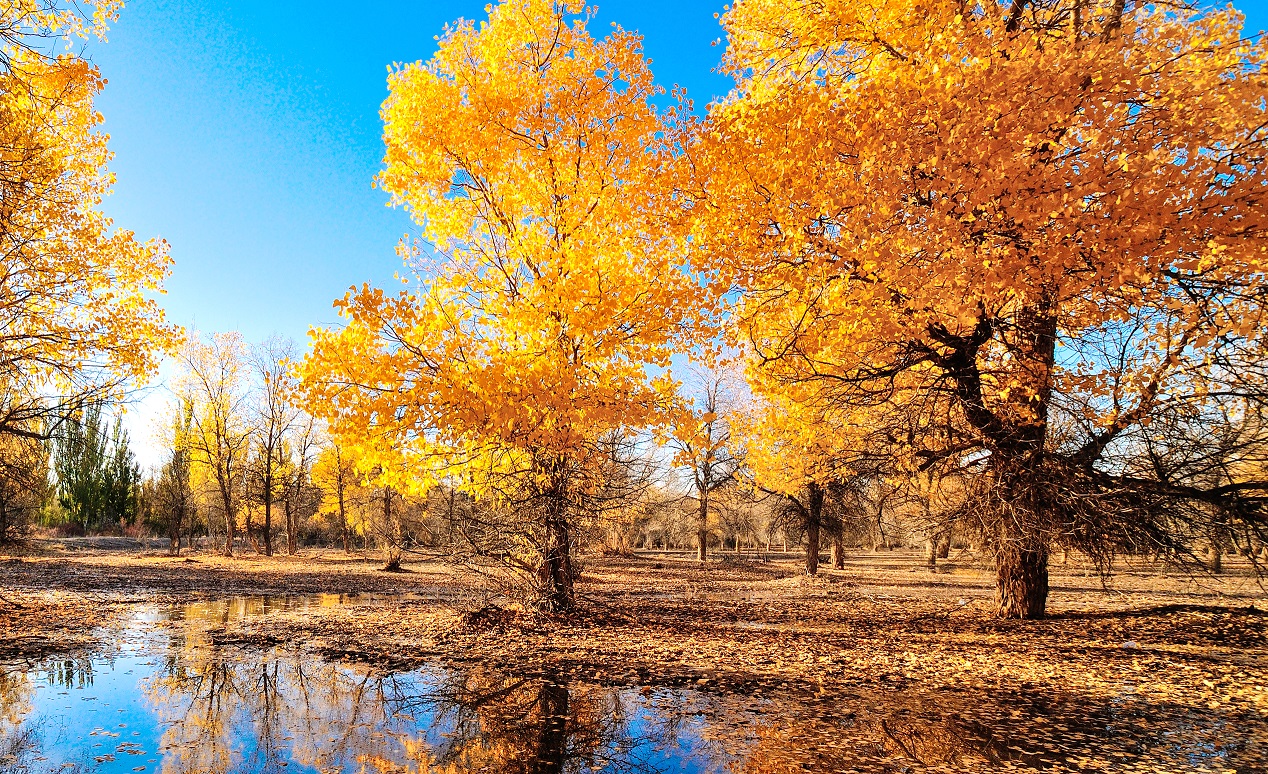 【4鑽】絲綢之路+內蒙古🍂金秋雙胡楊林8天深度美景之旅 甘肅金塔胡楊林、內蒙古額濟納旗胡楊林、居延海、黑水城遺址、怪樹林、天梯山石窟、大佛寺、嘉峪關城樓、丹霞地質公園