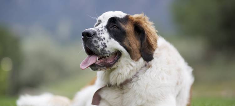 Hyatt悠选酒店之夏延山度假村(Cheyenne Mountain Resort, a Destination by Hyatt Hotels)图片