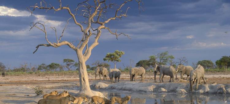 贝梦德游猎营地(Belmond Safaris)图片