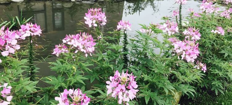 花莲隐花民宿图片