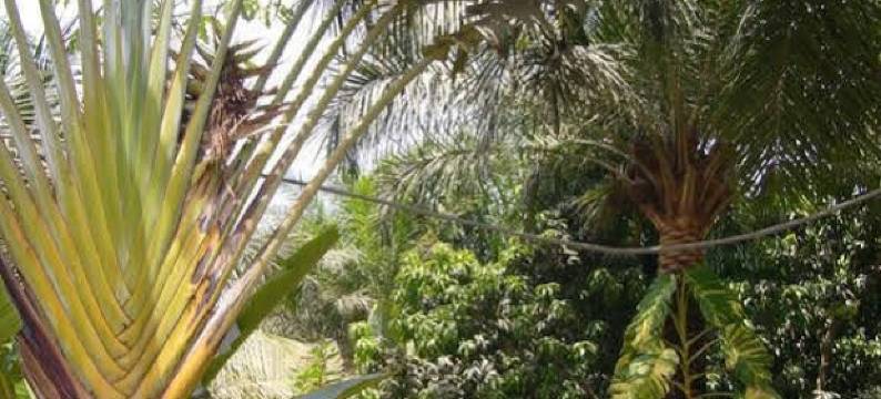 Hotel les Palétuviers Kaloa图片