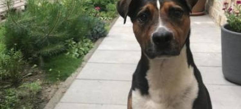 Margareta Garden & Spa图片