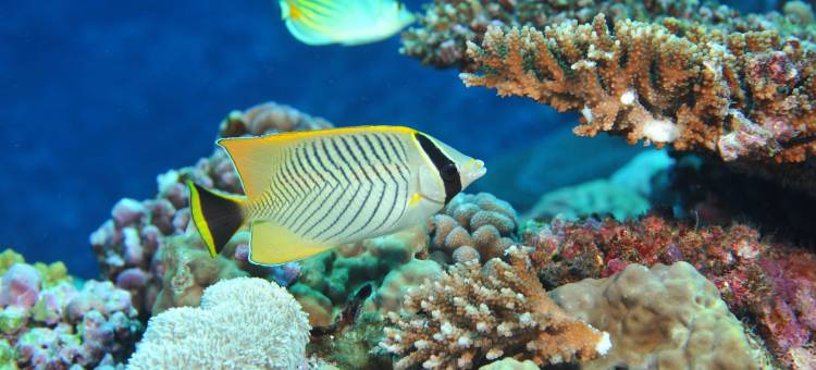 新喀里多尼亚德瓦喜来登水疗及高尔夫度假酒店(Sheraton New Caledonia Deva Spa & Golf Resort)图片