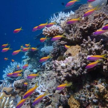 马尔代夫伦里芬湖岛6日4晚自由行