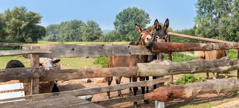 维斯穆赫酒店(Weiße Mühle)图片