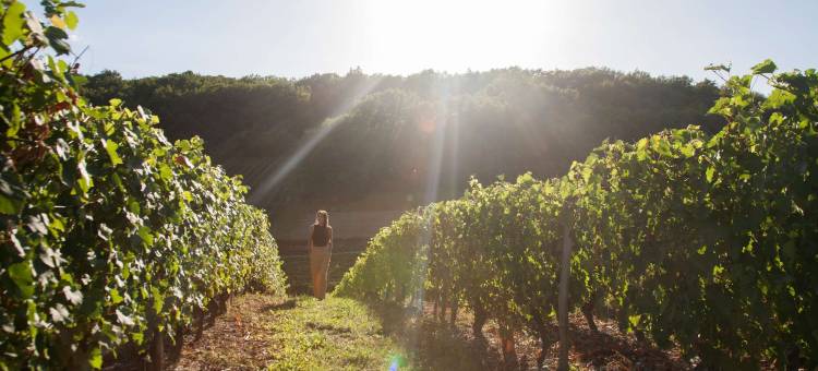 阿多尼斯加波特尔酒店(Adonis Gapotel)图片