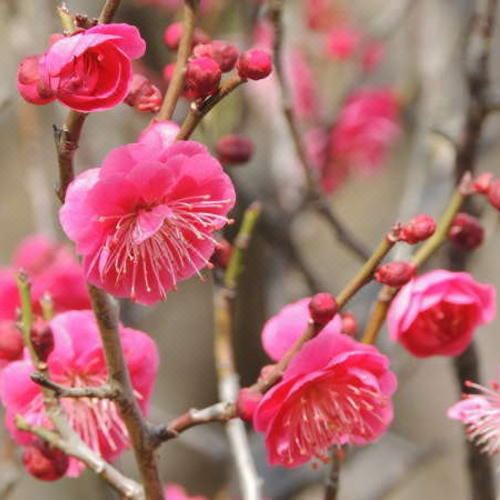 Tsukubasan Onsen Tsukubasanhotel Aokiya Hotel Rates And - 