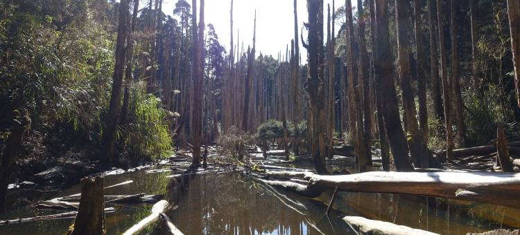 南投溪头孟宗山庄大饭店图片