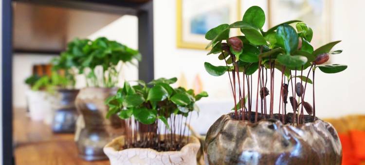 南投陶花巷弄民宿图片