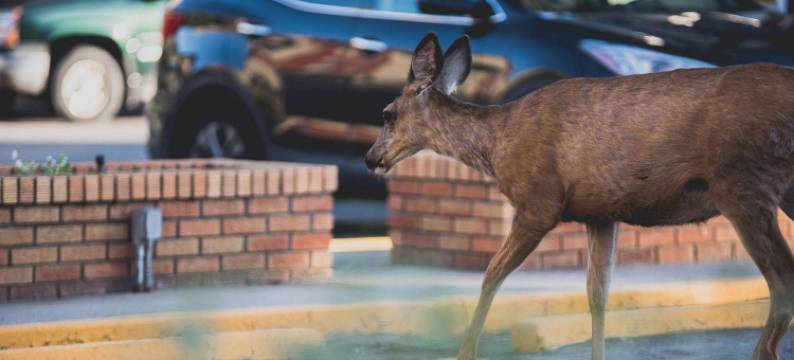 雷丁姆公园旅舍(Radium Park Lodge)图片