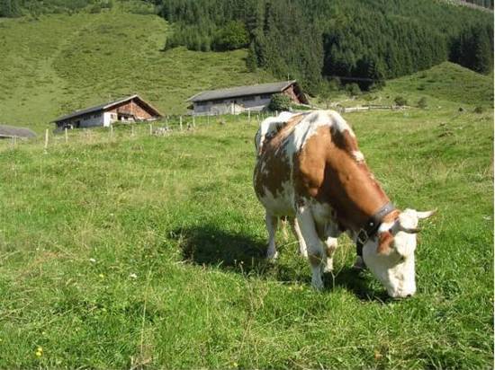 Schatzberg Haus Auffach Hotel Reviews And Room Rates