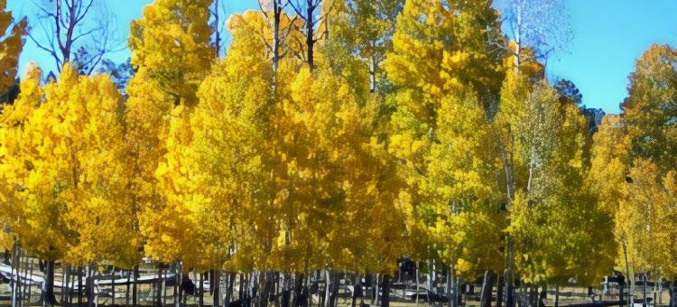 派托普湖畔贝斯特韦斯特酒店(Best Western Inn of Pinetop)图片