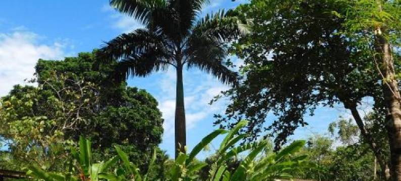 加勒比海秘密度假屋(Green Corner)图片