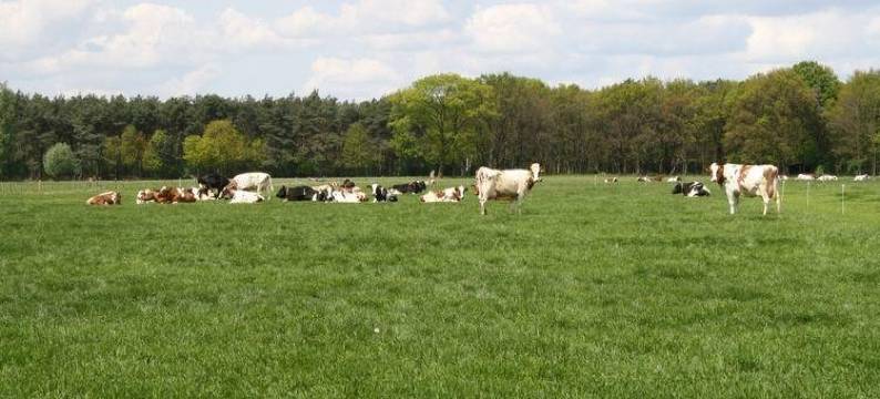 Holiday Home Bungalowpark Den Beerschen Bak 1图片