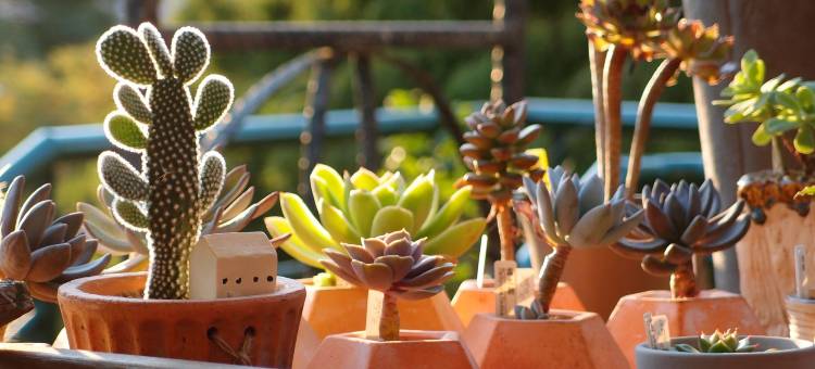 丽多森林度假酒店图片