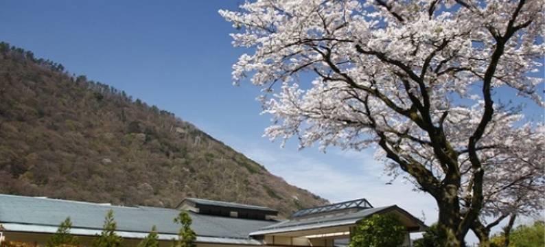 初花(Hatsuhana)图片