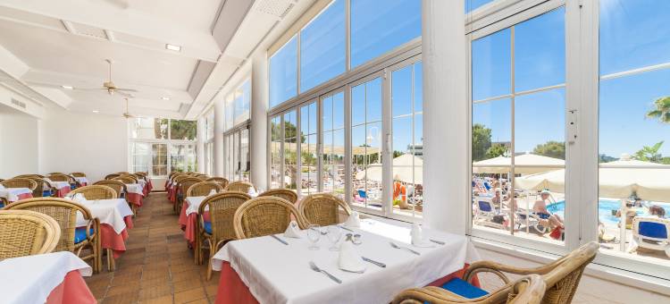 Globales Mimosa图片