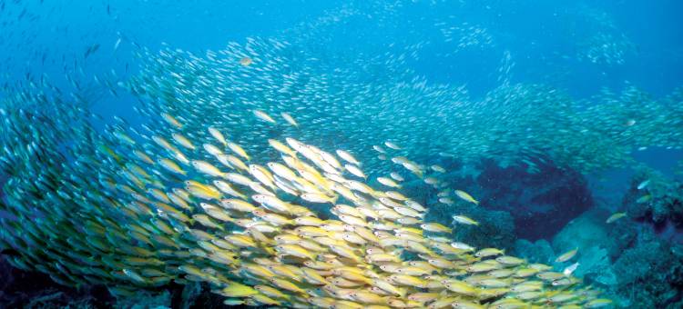 康斯丹萨哈班其娜(Constance Tsarabanjina - All Inclusive)图片