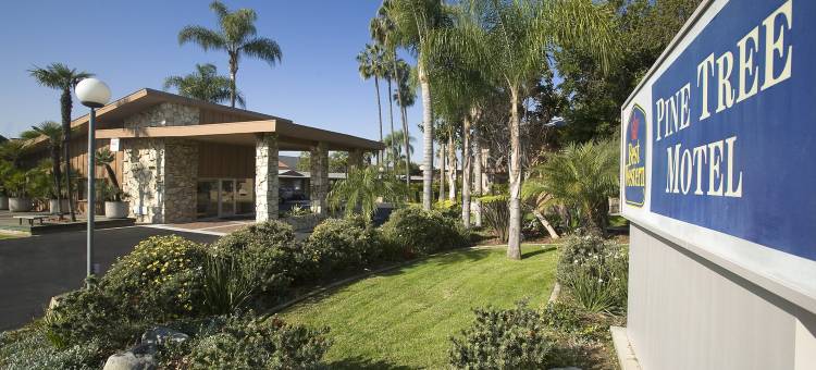 松树贝斯特韦斯特酒店(Best Western Pine Tree Motel)图片