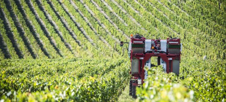 博尔戈圣菲丽奇酒店(Borgo San Felice)图片