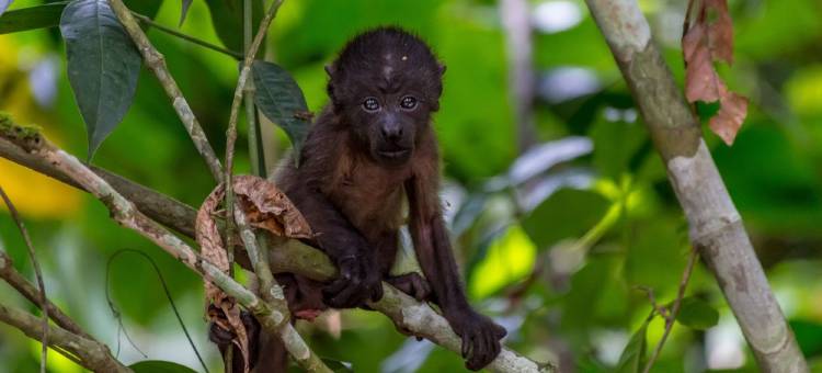 曼努埃尔安东尼奥酒店(Hotel Manuel Antonio)图片