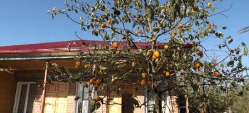 Tiny Houses Genacvale in Bandza图片