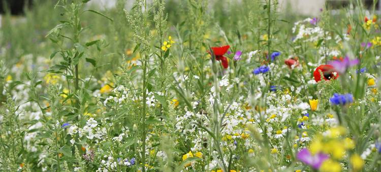 Sure Hotel by Best Western Guerande图片