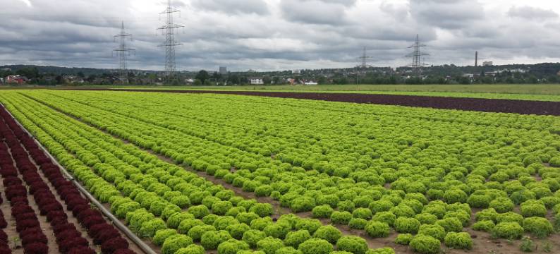 克罗旅馆酒店(Hotel Gasthaus Zur Krone)图片