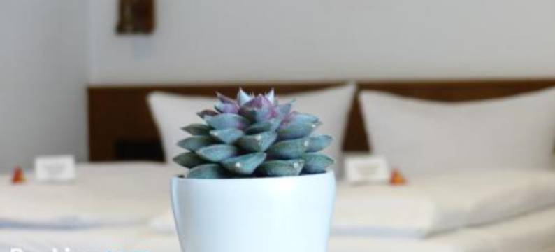 罗森布什酒店(Hotel Rosenbusch)图片