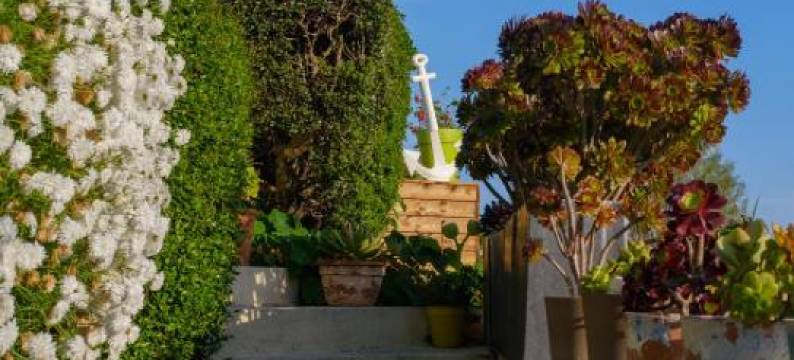 Absolument Levant图片