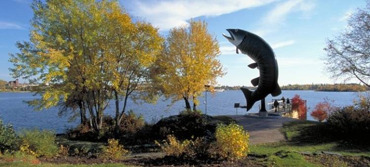 凯洛拉舒适酒店(Comfort Inn)图片