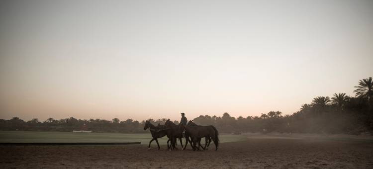 美利亚Meliá Collection沙漠棕榈(Meliá Desert Palm Member of Meliá Collection)图片
