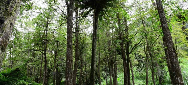 南投溪头孟宗山庄大饭店图片