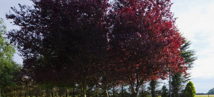 Holiday Inn 伊普斯维奇(Holiday Inn Ipswich)图片