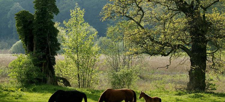 舒尔兹伯格城堡酒店(Schlosshotel Burg Schlitz)图片
