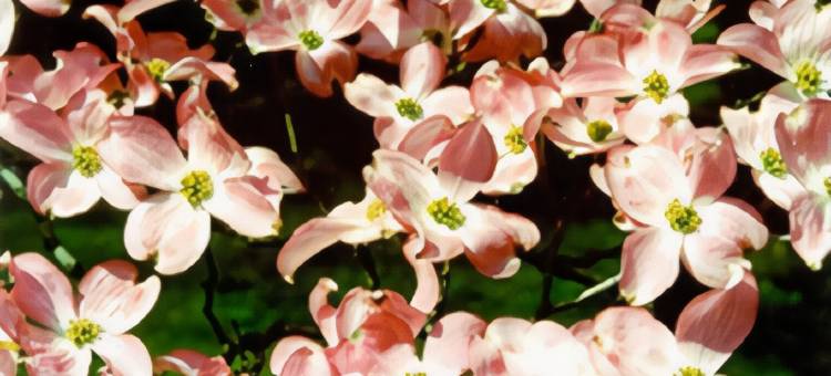 大泉贝斯特韦斯特酒店(Best Western Big Spring Lodge)图片