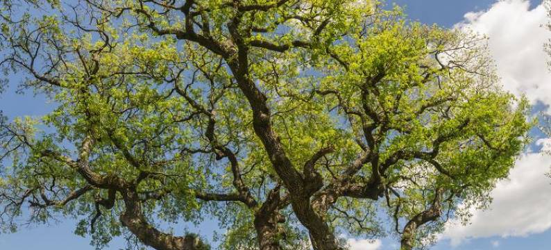鲁乐兹区酒店(Domaine les Roullets)图片