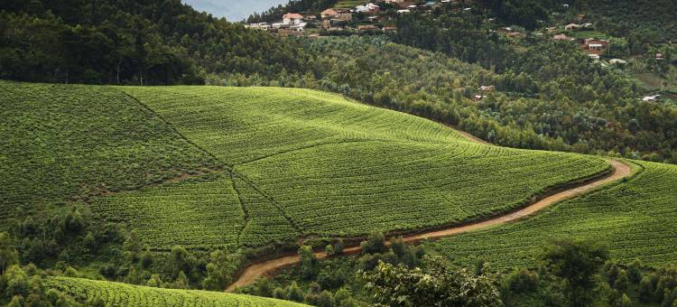 纽恩威之家(One&Only Nyungwe House)图片