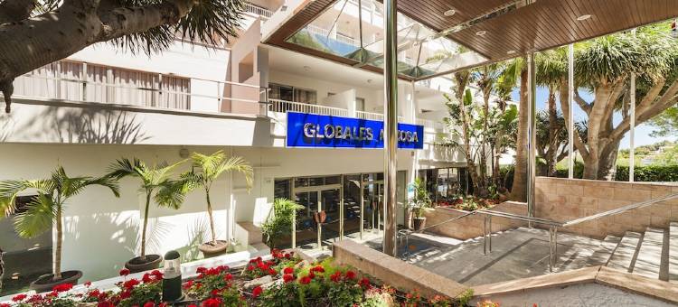 Globales Mimosa图片