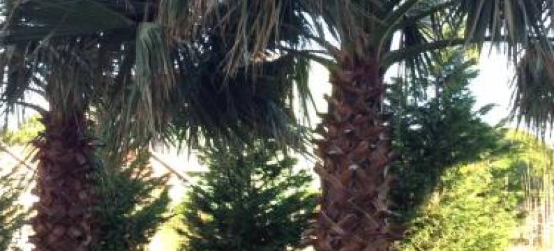 Hotel Rozafa Velipoje图片