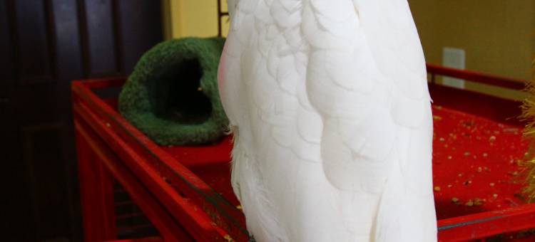 纳格斯海德华美达广场酒店(Ramada Plaza by Wyndham Nags Head Oceanfront)图片