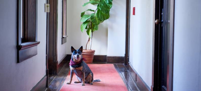 哈瓦那酒店(Hotel Havana)图片