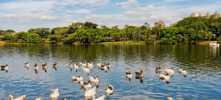 坎皮纳斯美利亚酒店(Melia Campinas)图片